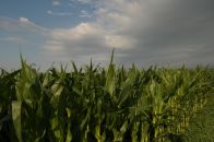 Corn Planting